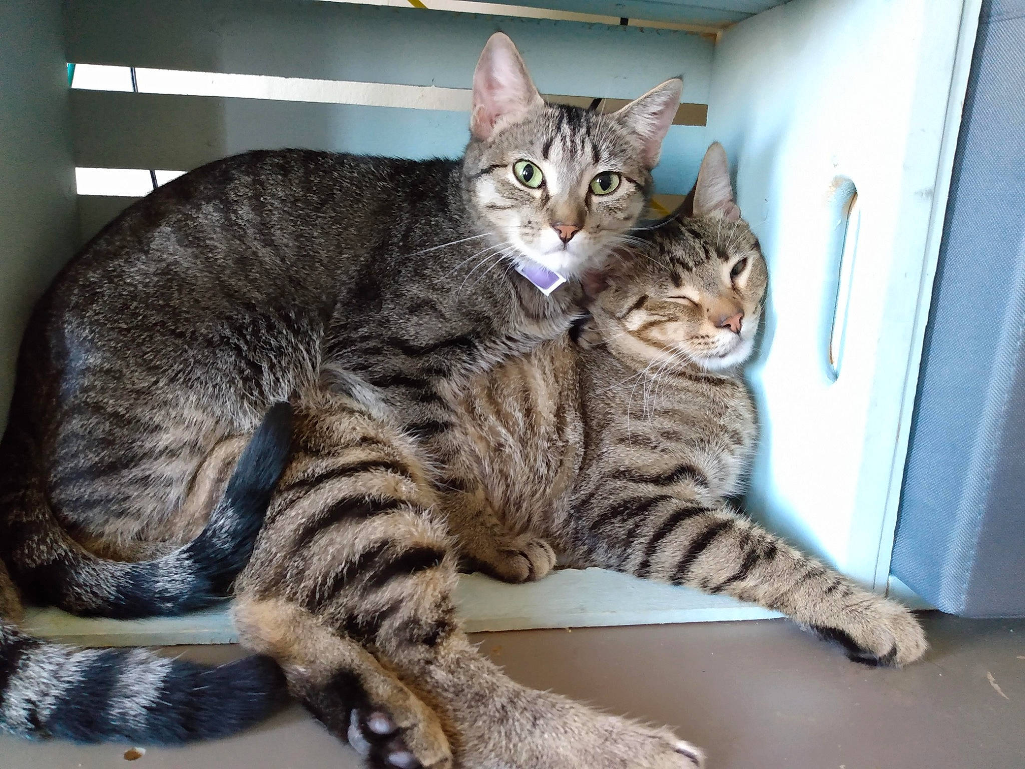 Dakota joined the competition — help win amazing prizes! carnivore, cat, claw, comfort, domestic_short_haired_cat, felidae, fur, paw, sitting, small_to_medium_sized_cats, snout, tail, terrestrial_animal, whiskers