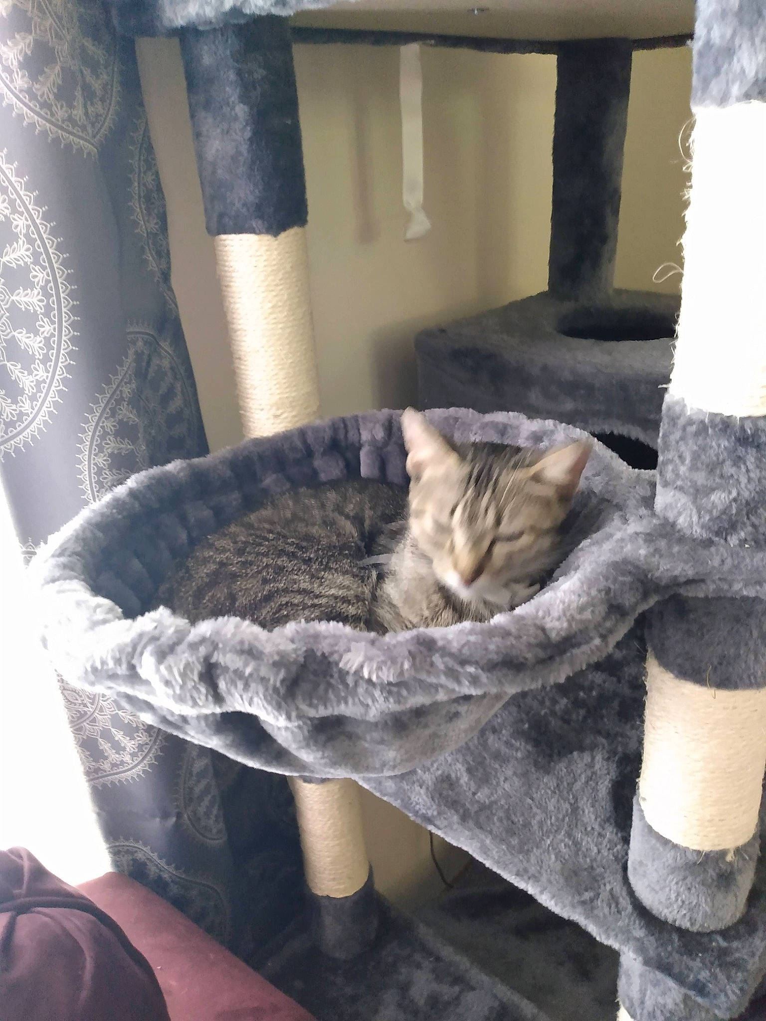 Dakota joined the competition — help win amazing prizes! carnivore, cat, cat_bed, cat_supply, comfort, curtain, domestic_short_haired_cat, felidae, fur, linens, living_room, nap, room, small_to_medium_sized_cats, tail, textile, throw_pillow, whiskers, window, wood