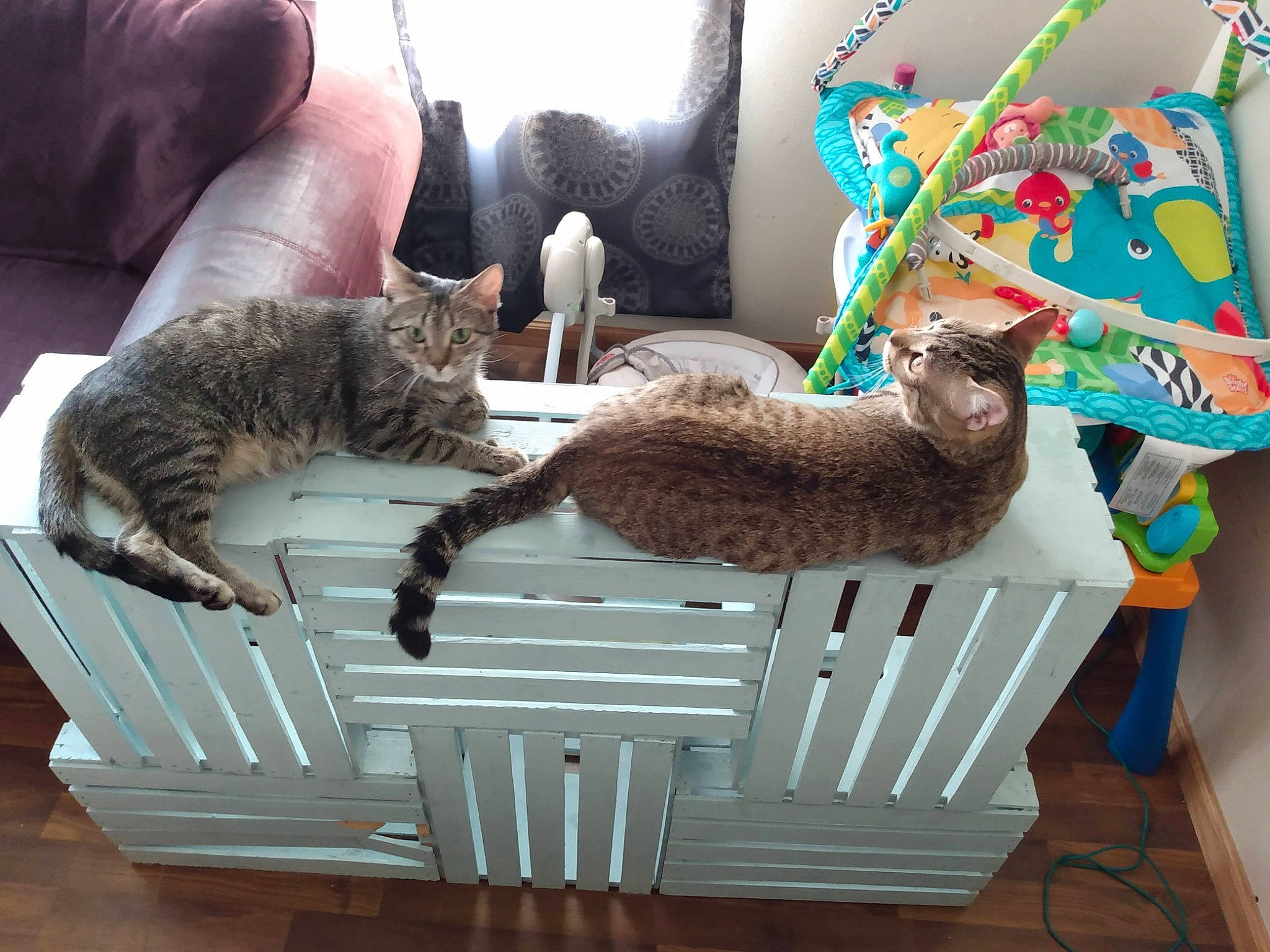 Dakota is registered to the contest to win money with this photo: basket, carnivore, cat, cat_bed, cat_supply, comfort, domestic_short_haired_cat, fawn, felidae, fur, hardwood, houseplant, paw, pet_supply, room, small_to_medium_sized_cats, snapshot, tail, whiskers, wood