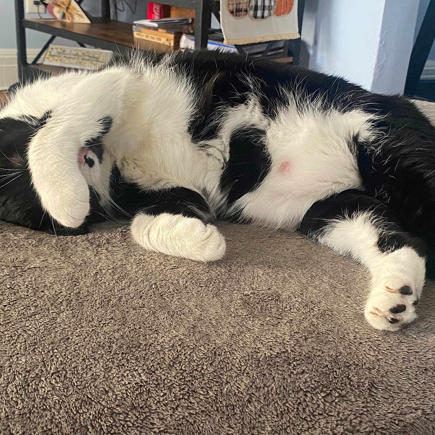 Louise is registered to the contest to win money with this photo: cat, black_and_white, sleeping, paw, indoor, blanket, furniture, shelf, book, cozy, relaxing, pet, cute, fur, animal, domestic, resting, soft, home, living_room