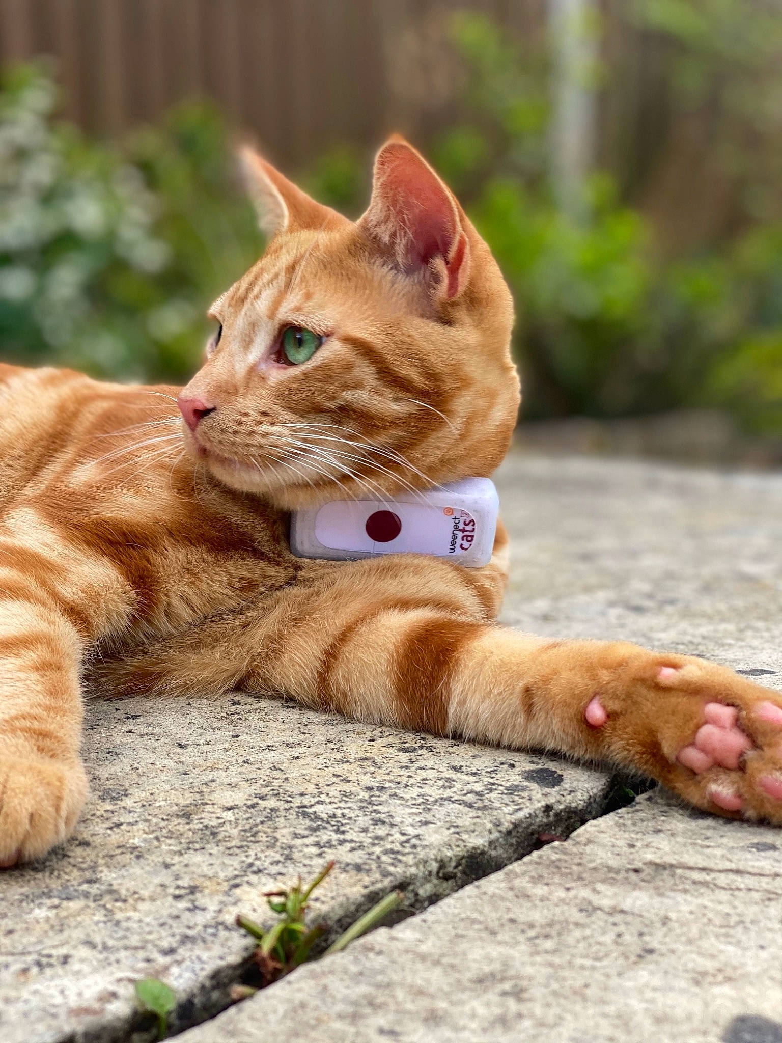 Woody is registered to the contest to win money with this photo: carnivore, cat, collar, domestic_short_haired_cat, fawn, felidae, fur, grass, mammal, paw, plant, road_surface, small_to_medium_sized_cats, snout, tail, terrestrial_animal, tree, vertebrate, whiskers, wood
