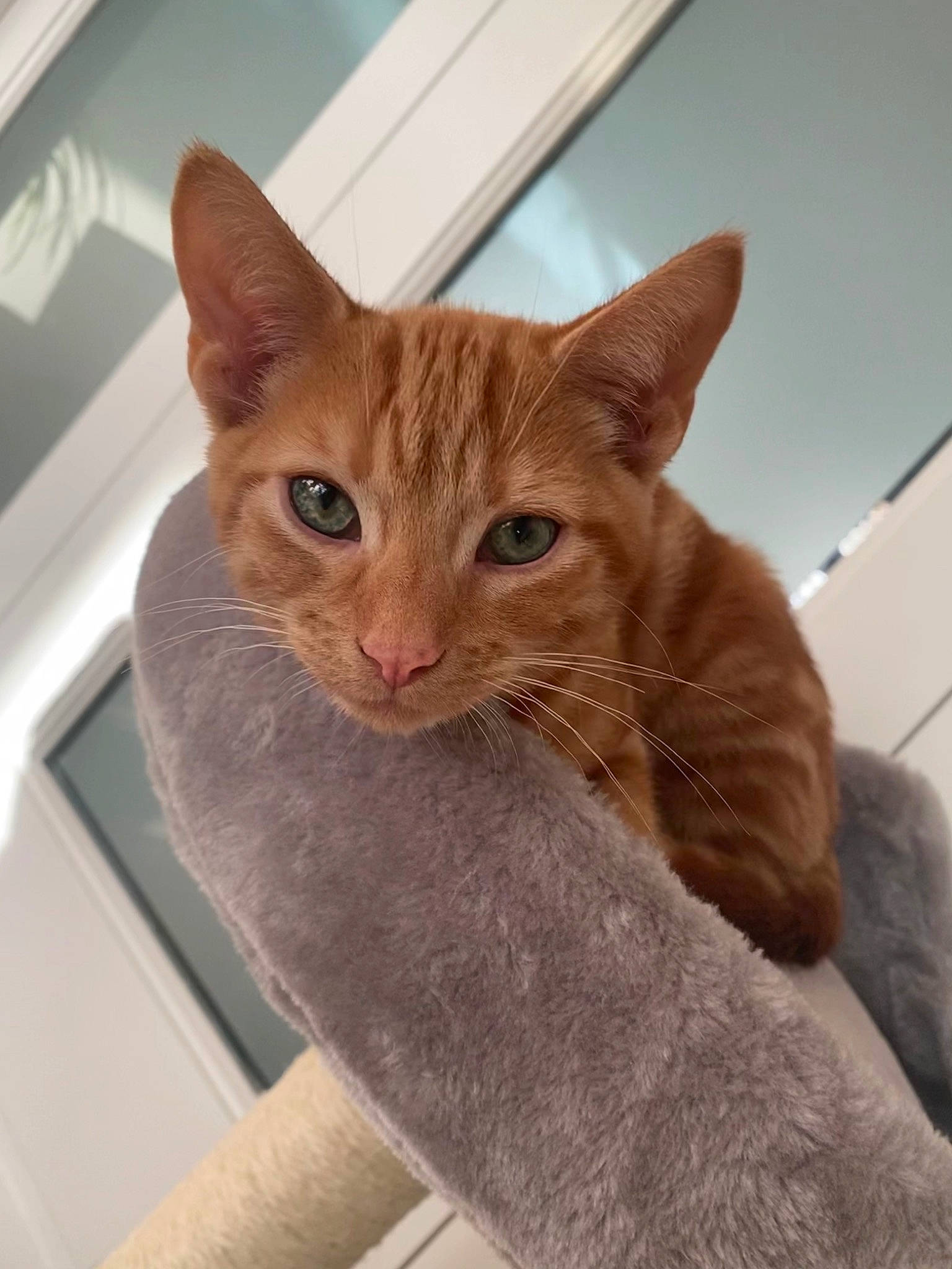 Woody joined the competition — help win amazing prizes! carnivore, cat, claw, comfort, domestic_short_haired_cat, ear, eye, fawn, felidae, fur, gesture, hair, head, iris, paw, small_to_medium_sized_cats, snout, tail, whiskers, window