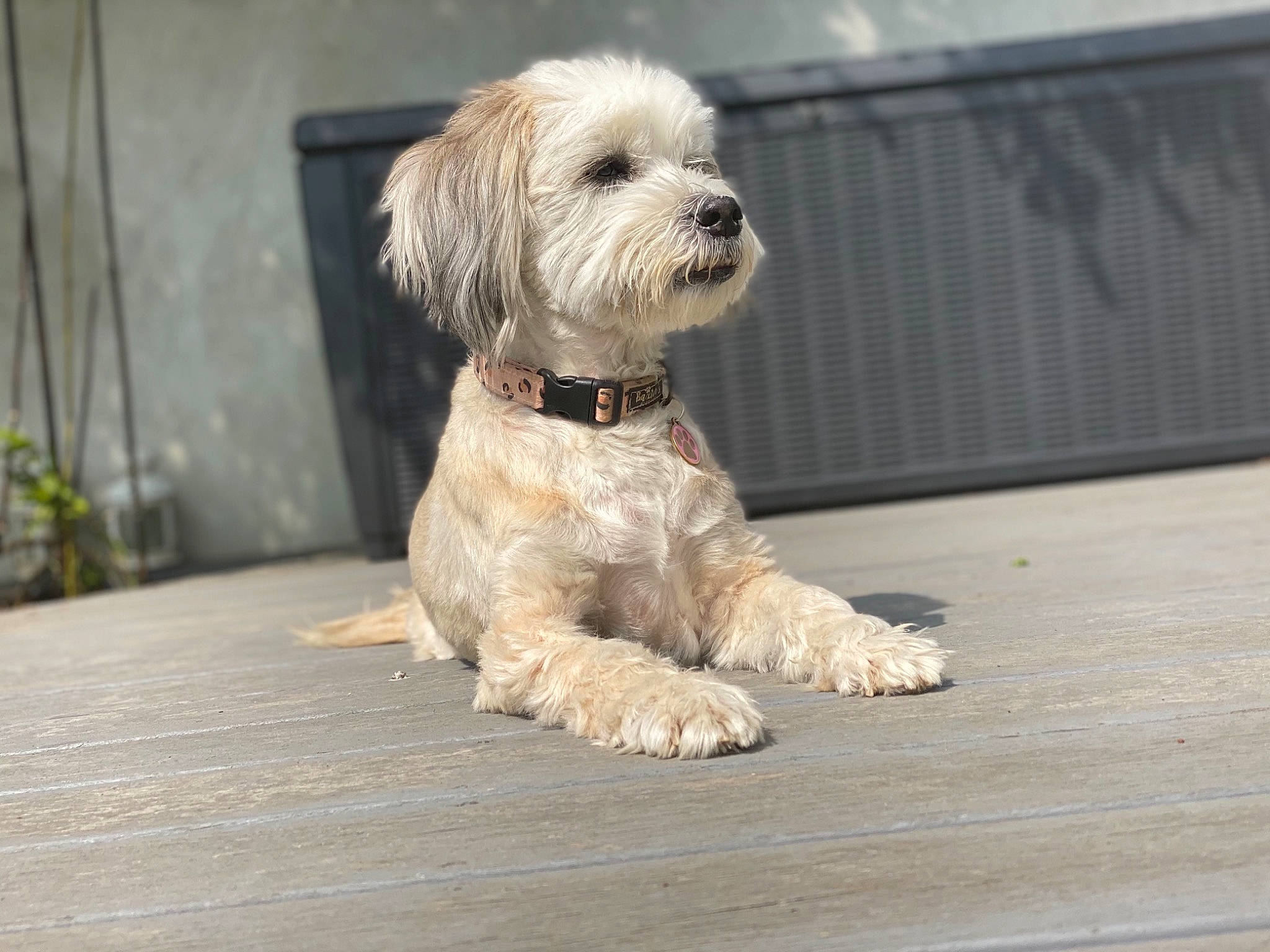 Lola joined the competition — help win amazing prizes! carnivore, cockapoo, collar, companion_dog, dog, dog_breed, dog_clothes, dog_collar, dog_supply, fur, labradoodle, plant, poodle_crossbreed, road_surface, shih_poo, small_terrier, terrier, toy_dog, water_dog, working_animal