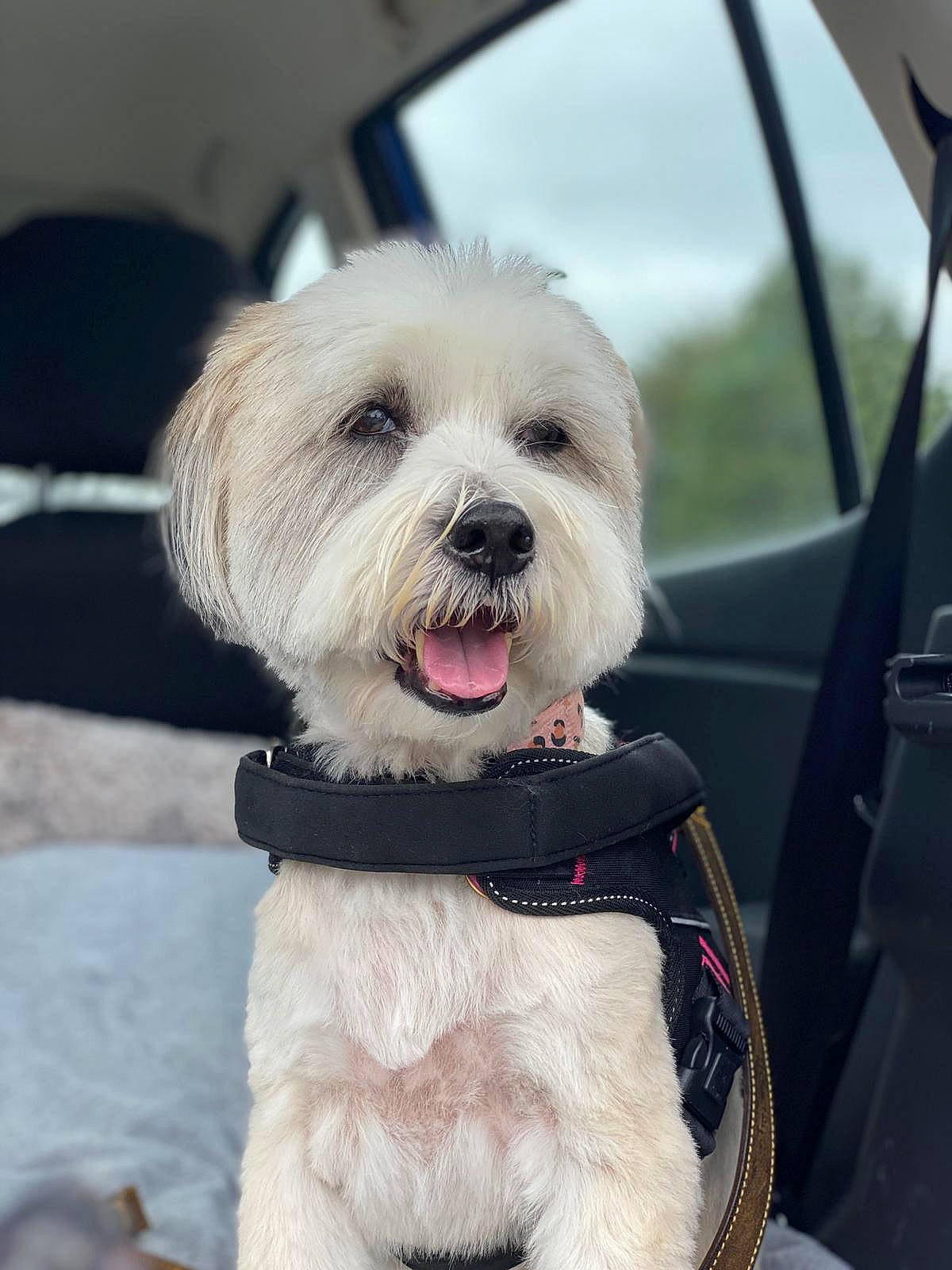 Lola is registered to the contest to win money with this photo: carnivore, collar, companion_dog, dog, dog_breed, dog_clothes, dog_collar, dog_supply, fashion_accessory, fur, labradoodle, leash, small_terrier, snout, sporting_group, terrier, toy_dog, vehicle, vehicle_door, working_animal