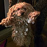 animal, brown_fur, canine, cute, dog, domestic_animal, eyes, face, fluffy, fur, indoor, long_fur, mammal, messy, paws, person, pet, small_dog, snow, winter