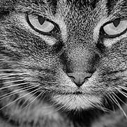 Amstrong participe au concours pour gagner de l'argent avec cette photo : cat, close_up, black_and_white, whiskers, fur, animal, face, portrait, eyes, nose, texture, cute, pet, feline, mammal, macro, expression, mustache, wildlife, nature