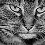 cat, close_up, black_and_white, whiskers, fur, animal, face, portrait, eyes, nose, texture, cute, pet, feline, mammal, macro, expression, mustache, wildlife, nature