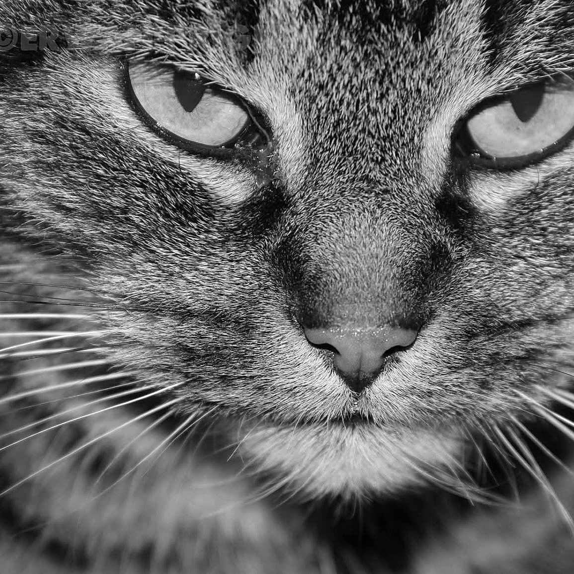 Amstrong participe au concours pour gagner de l'argent avec cette photo : animal, black_and_white, cat, close_up, cute, expression, eyes, face, feline, fur, macro, mammal, mustache, nature, nose, pet, portrait, texture, whiskers, wildlife