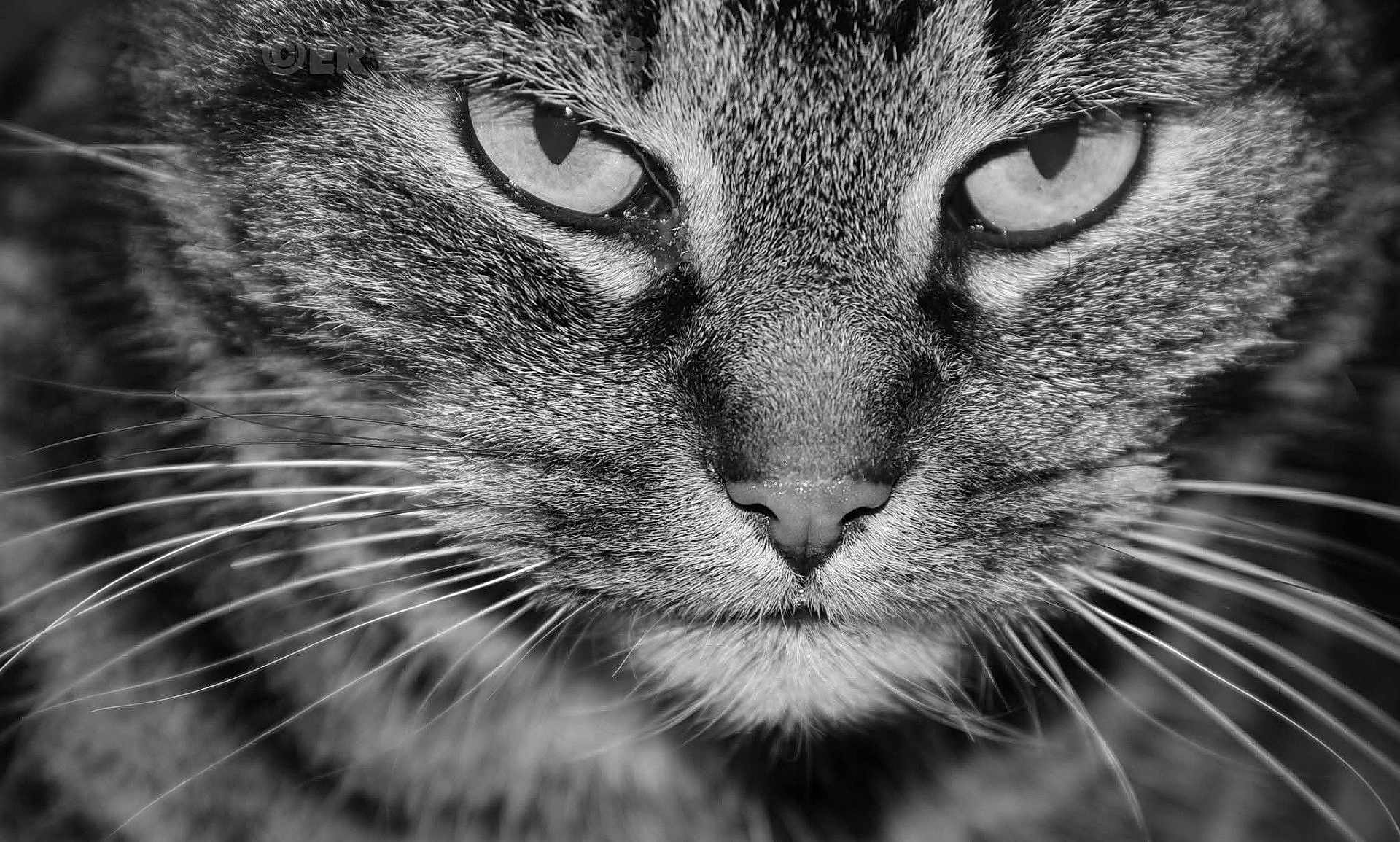 Amstrong participe au concours pour gagner de l'argent avec cette photo : cat, close_up, black_and_white, whiskers, fur, animal, face, portrait, eyes, nose, texture, cute, pet, feline, mammal, macro, expression, mustache, wildlife, nature