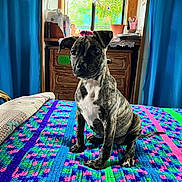 Opal joined the competition — help win amazing prizes! accessories, animal, art, bed, bedroom, bulldog, canine, dog, dogbed, furniture, homedecor, indoors, interiordesign, ornament, person, pet, quilt, room, rug, tapestry