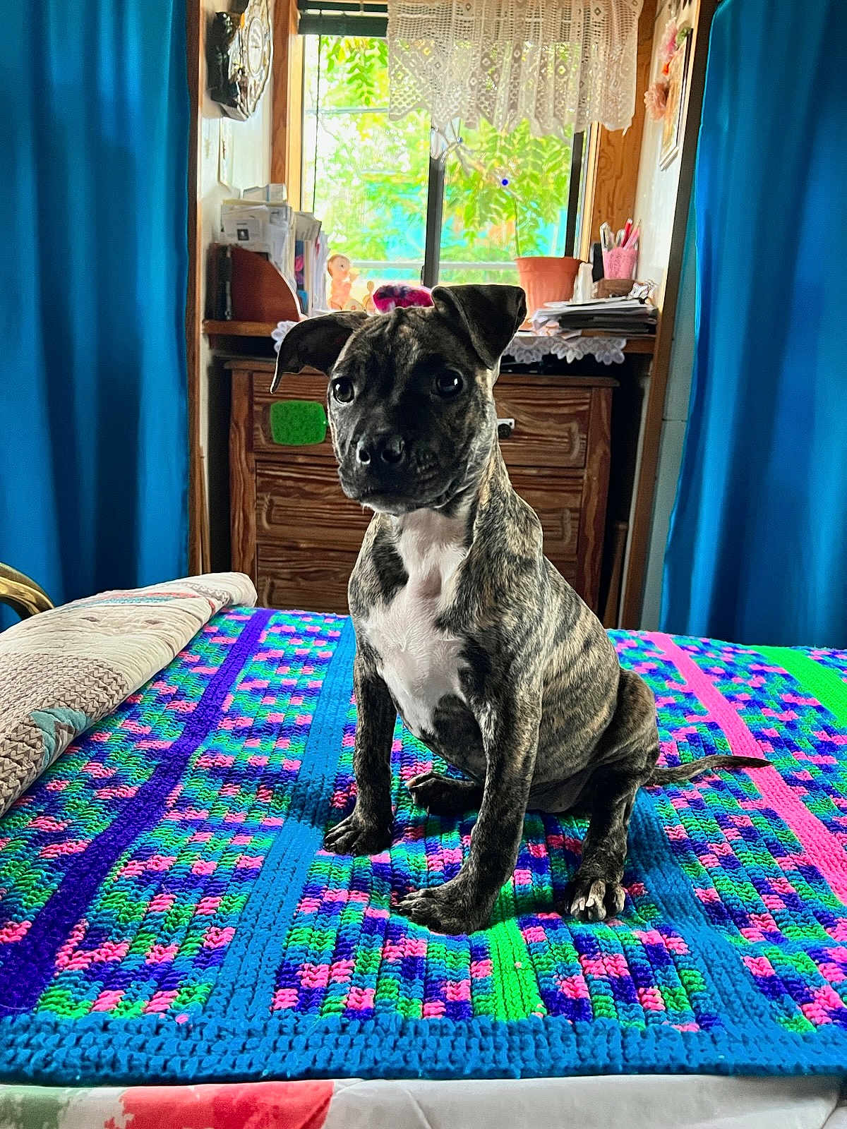 Opal joined the competition — help win amazing prizes! accessories, animal, art, bed, bedroom, bulldog, canine, dog, dogbed, furniture, homedecor, indoors, interiordesign, ornament, person, pet, quilt, room, rug, tapestry