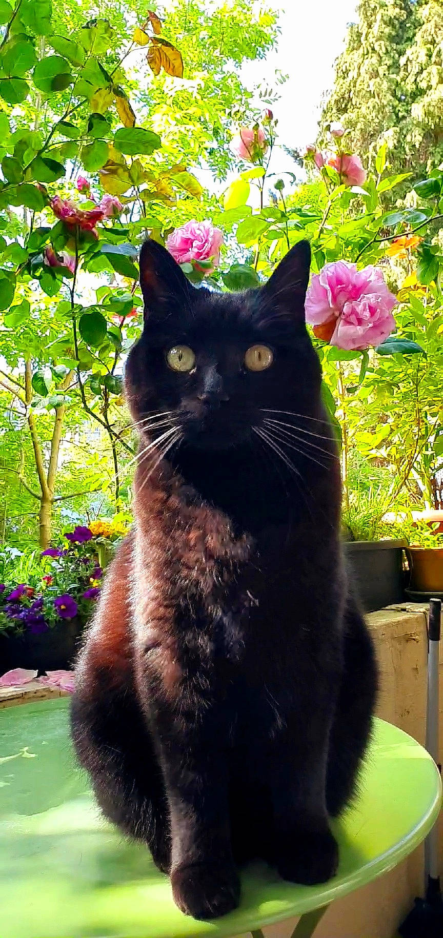 Milou participe au concours pour gagner de l'argent avec cette photo : black_cat, botany, carnivore, cat, felidae, flower, grass, groundcover, leaf, mammal, organism, plant, shrub, small_to_medium_sized_cats, snout, tail, tints_and_shades, vertebrate, whiskers, window