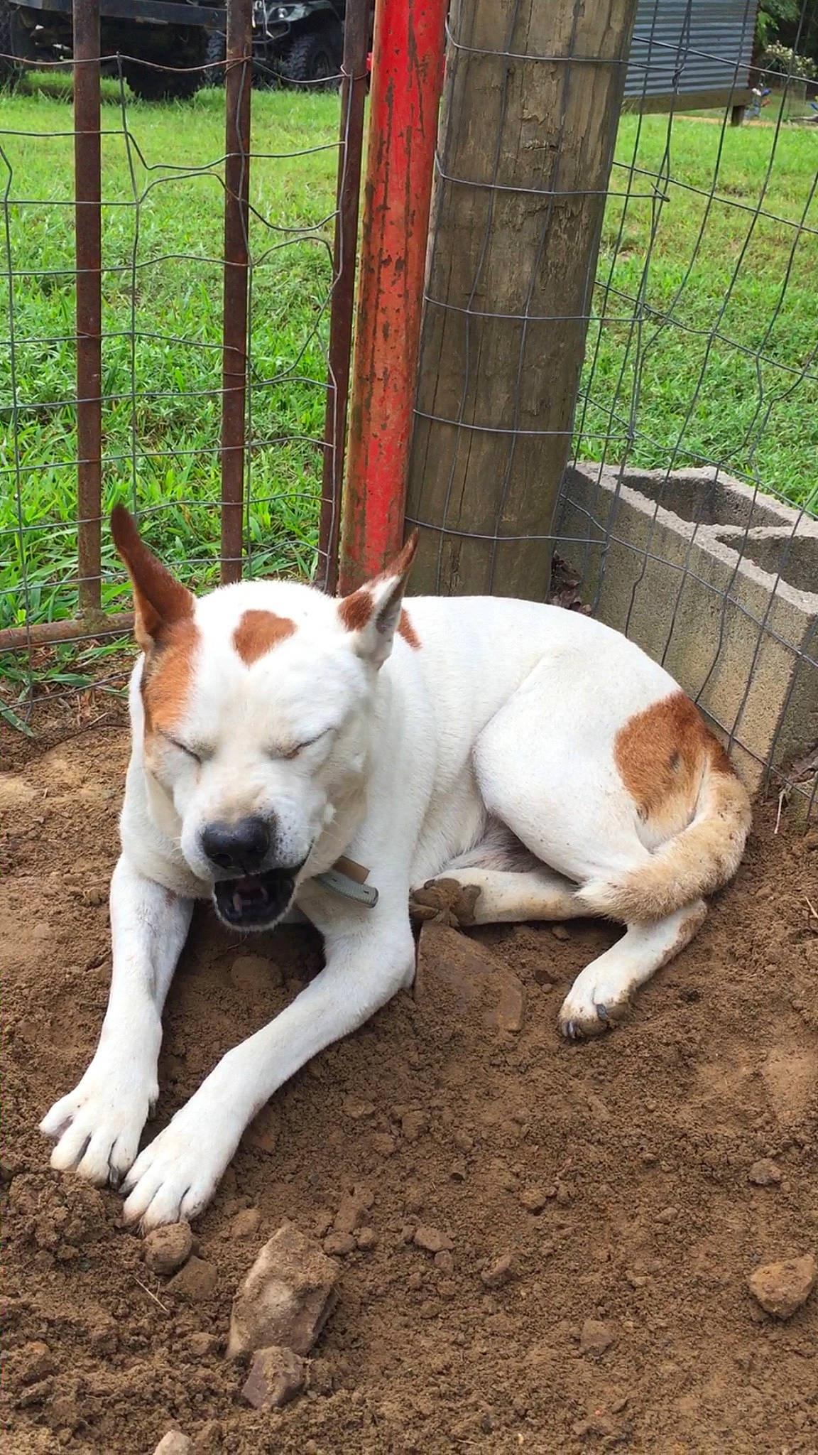 Pete joined the competition — help win amazing prizes! canidae, carnivore, collar, companion_dog, dog, dog_breed, dogo_guatemalteco, ear, fawn, fence, home_fencing, irishjacks, mesh, plant, snout, sporting_group, tail, terrestrial_animal, terrier, working_animal