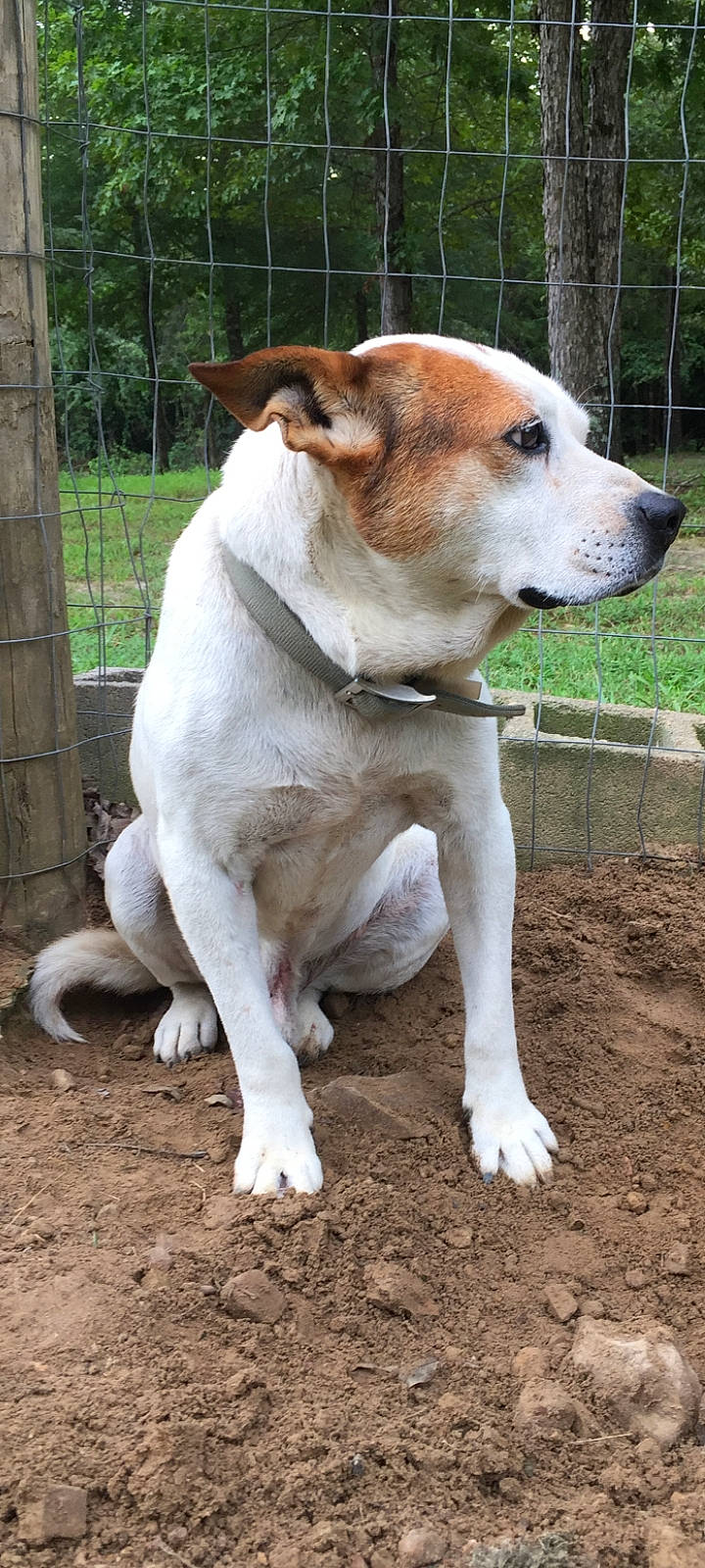 Pete is registered to the contest to win money with this photo: ancient_dog_breeds, canidae, carnivore, collar, companion_dog, dog, dog_breed, dog_collar, fawn, fence, plant, snout, soil, sporting_group, tail, terrestrial_animal, tree, whiskers, working_animal, working_dog