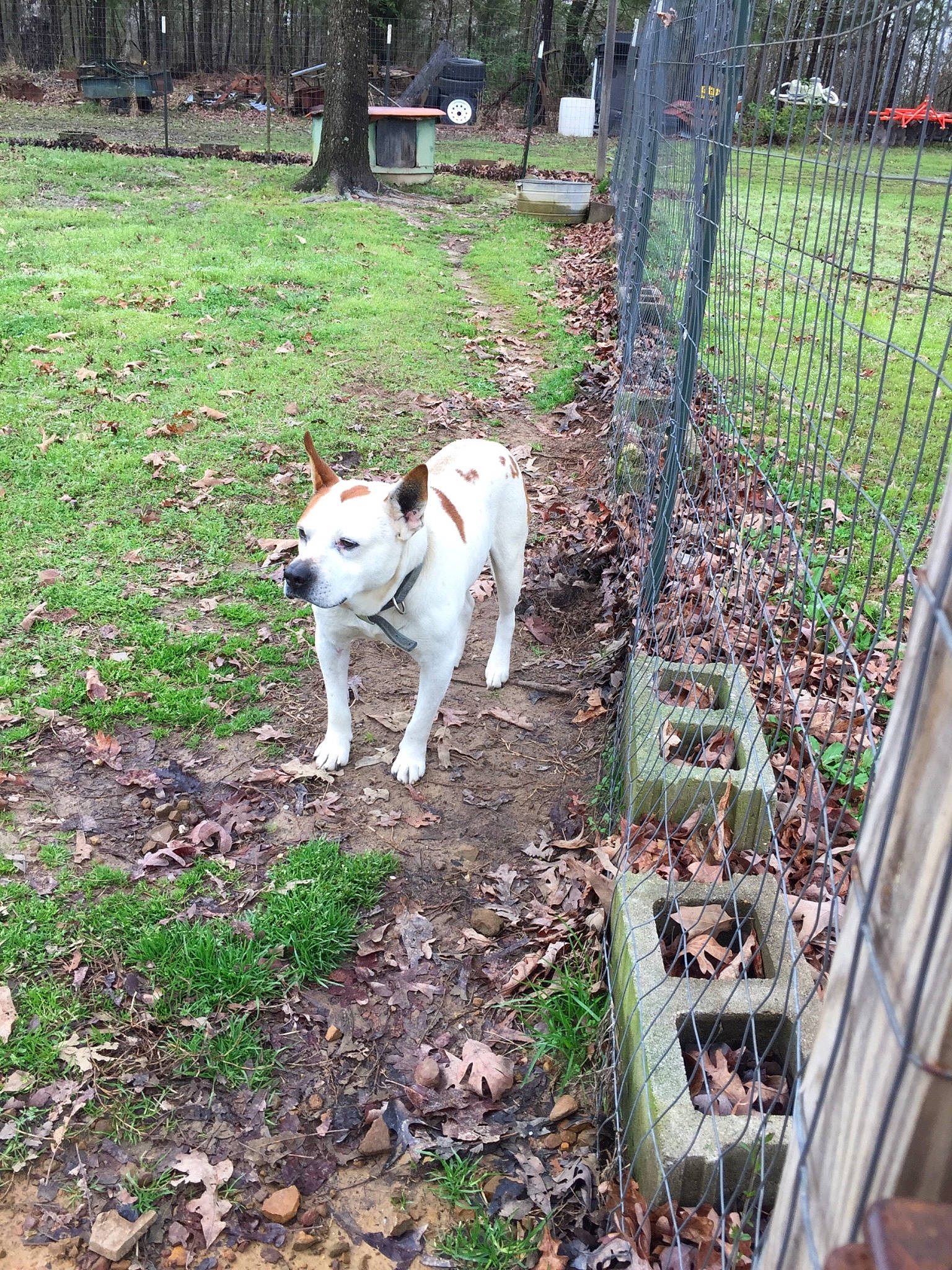 Pete joined the competition — help win amazing prizes! canidae, carnivore, chain_link_fencing, companion_dog, dog, dog_breed, fawn, fence, grass, groundcover, home_fencing, mesh, plant, soil, sporting_group, tail, tree, wire_fencing, working_animal, yard