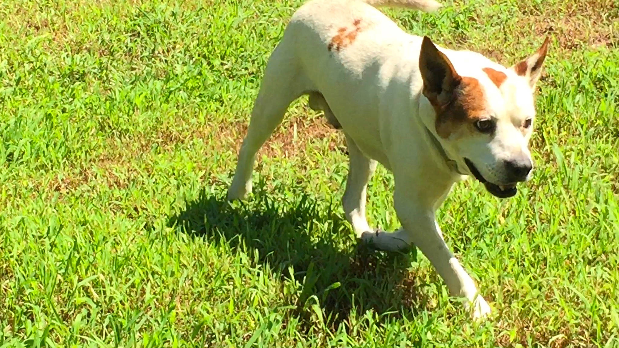 Pete joined the competition — help win amazing prizes! canidae, carnivore, collar, companion_dog, dog, dog_breed, fawn, grass, grassland, groundcover, hunting_dog, lawn, non_sporting_group, plant, snout, sporting_group, tail, terrestrial_animal, terrier, working_animal