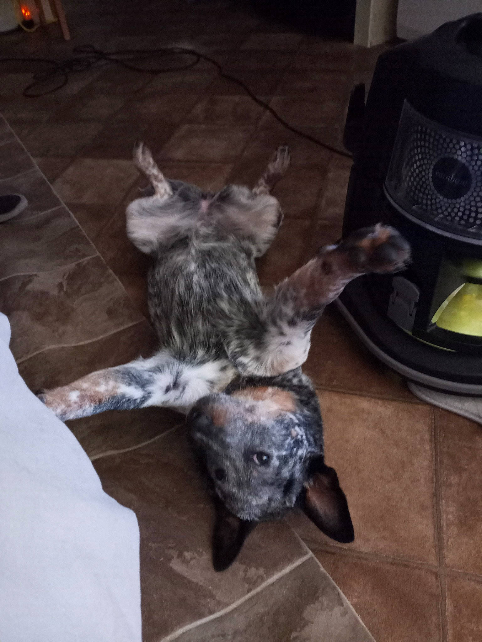 Rhiannon is registered to the contest to win money with this photo: claw, companion_dog, dog, dog_breed, domestic_short_haired_cat, felidae, floor, flooring, fur, gas, grey, hardwood, home_appliance, paw, schnauzer, small_to_medium_sized_cats, tail, terrier, toy_dog, whiskers