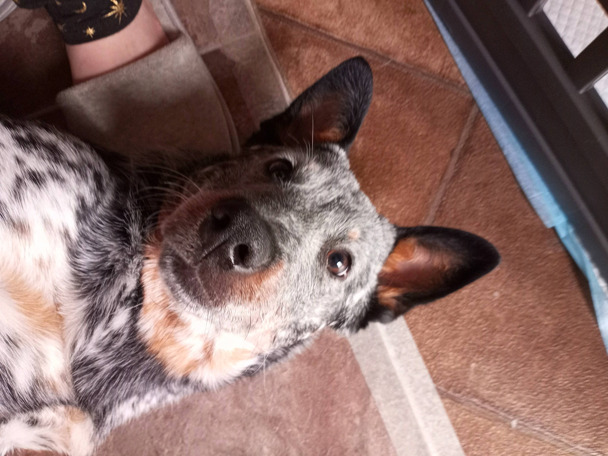 Rhiannon is registered to the contest to win money with this photo: carnivore, clock, companion_dog, computer_keyboard, dog, dog_breed, ear, eye, fawn, fur, paw, snout, sporting_group, terrestrial_animal, texas_heeler, watch, whiskers, wildlife, working_animal, wrist