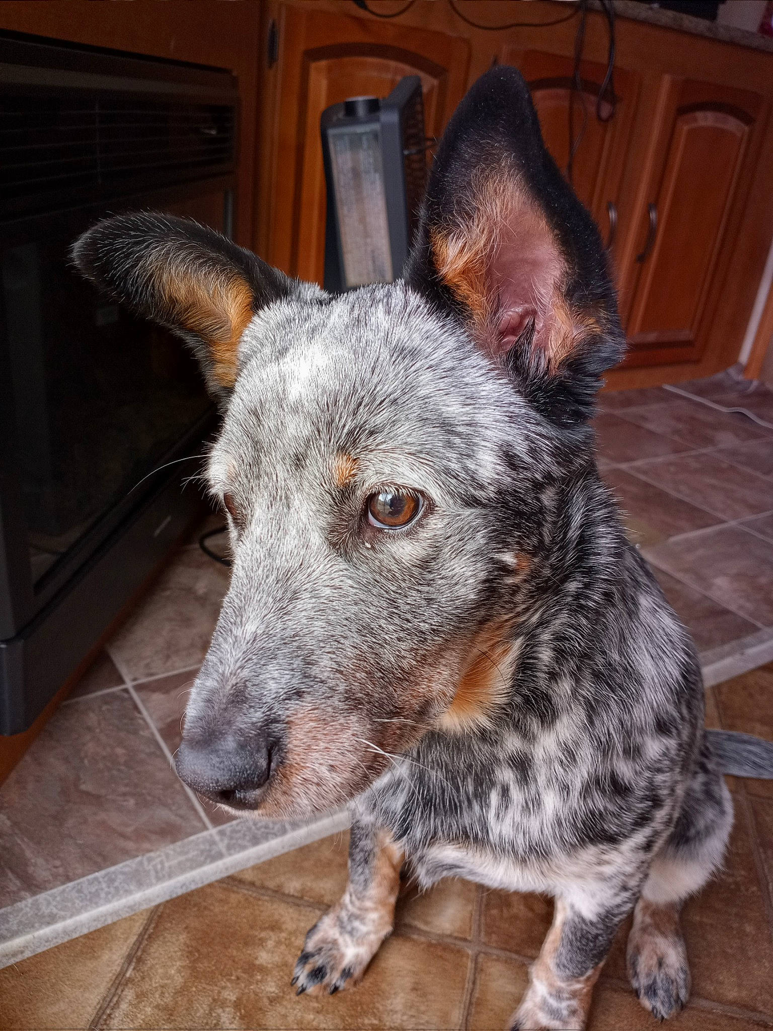 Rhiannon is registered to the contest to win money with this photo: australian_cattle_dog, cabinetry, canidae, carnivore, companion_dog, dog, dog_breed, eye, fawn, hardwood, houseplant, koolie, non_sporting_group, snout, sporting_group, terrestrial_animal, texas_heeler, whiskers, wood, working_dog