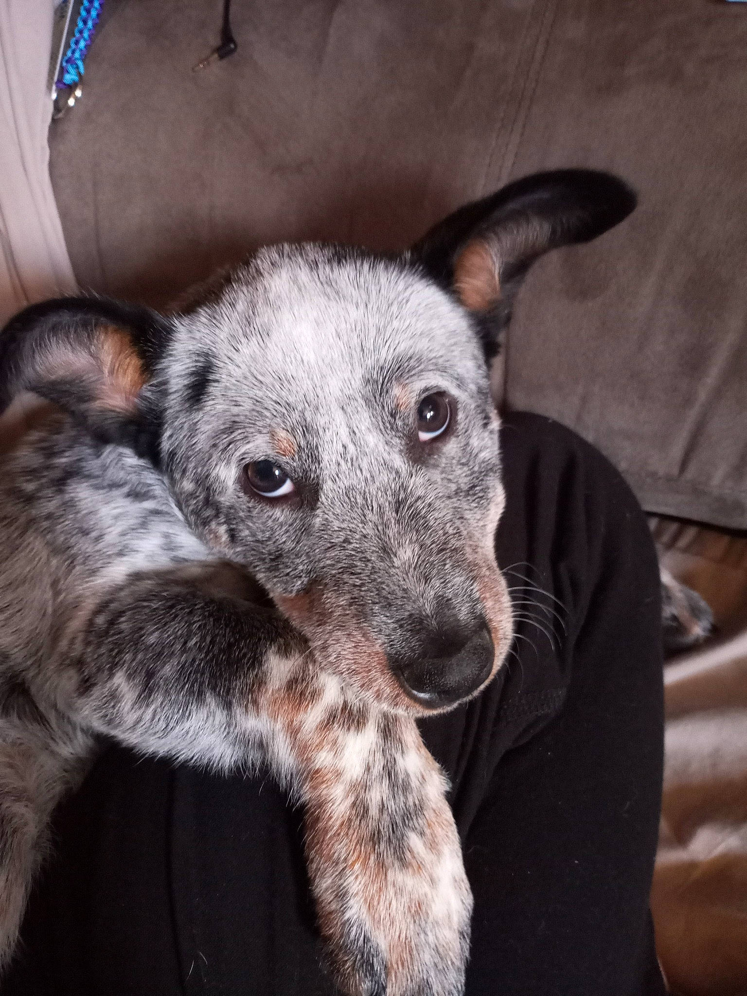 Rhiannon joined the competition — help win amazing prizes! canidae, carnivore, claw, companion_dog, dog, dog_breed, ear, eye, fawn, fur, grey, non_sporting_group, paw, puppy, snout, sporting_group, terrestrial_animal, whiskers, working_animal