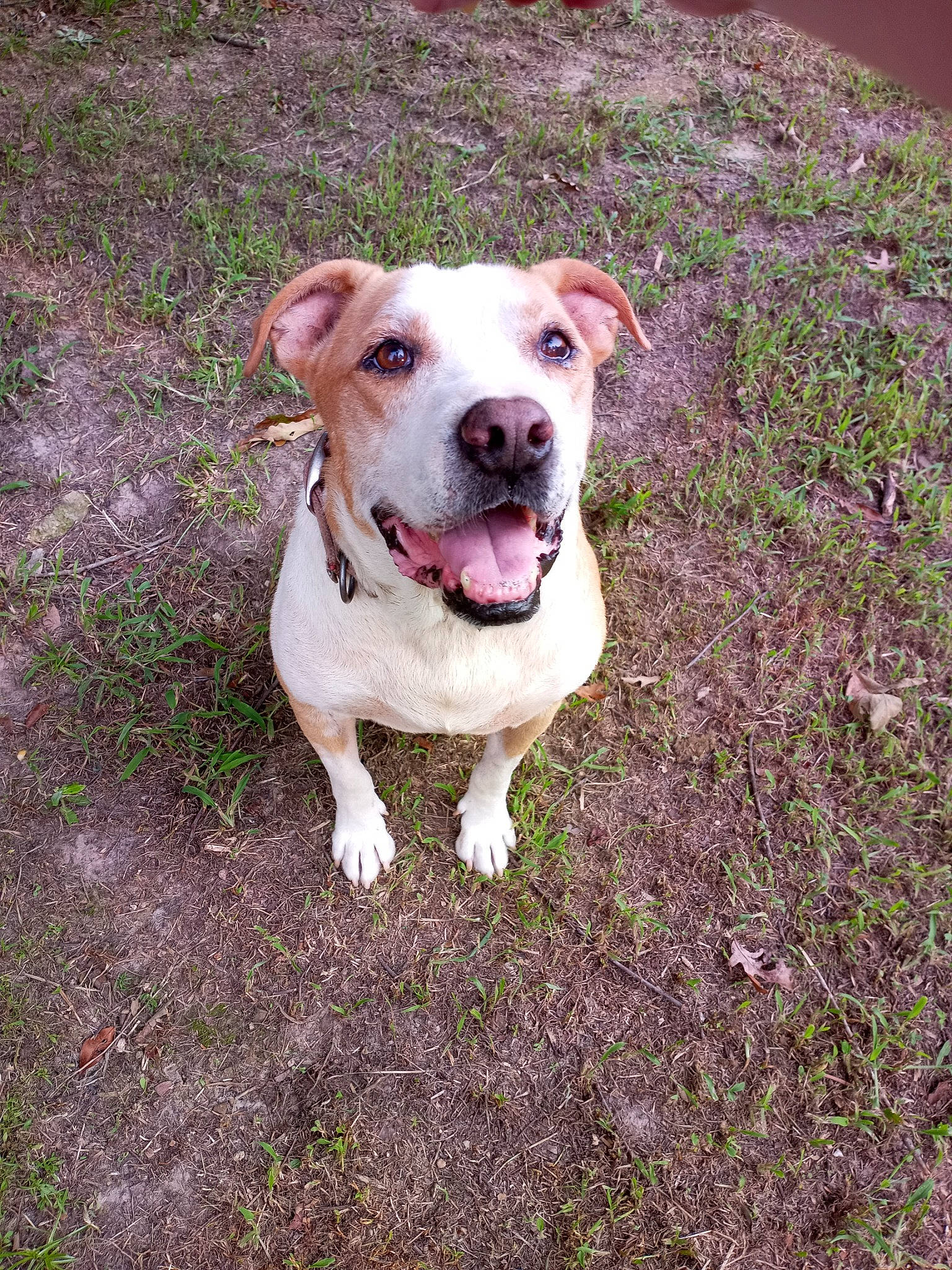 Little Man joined the competition — help win amazing prizes! canidae, carnivore, collar, companion_dog, dog, dog_breed, dog_collar, eye, fawn, grass, plant, snout, soil, sporting_group, street_dog, tail, terrestrial_animal, whiskers, working_animal, working_dog