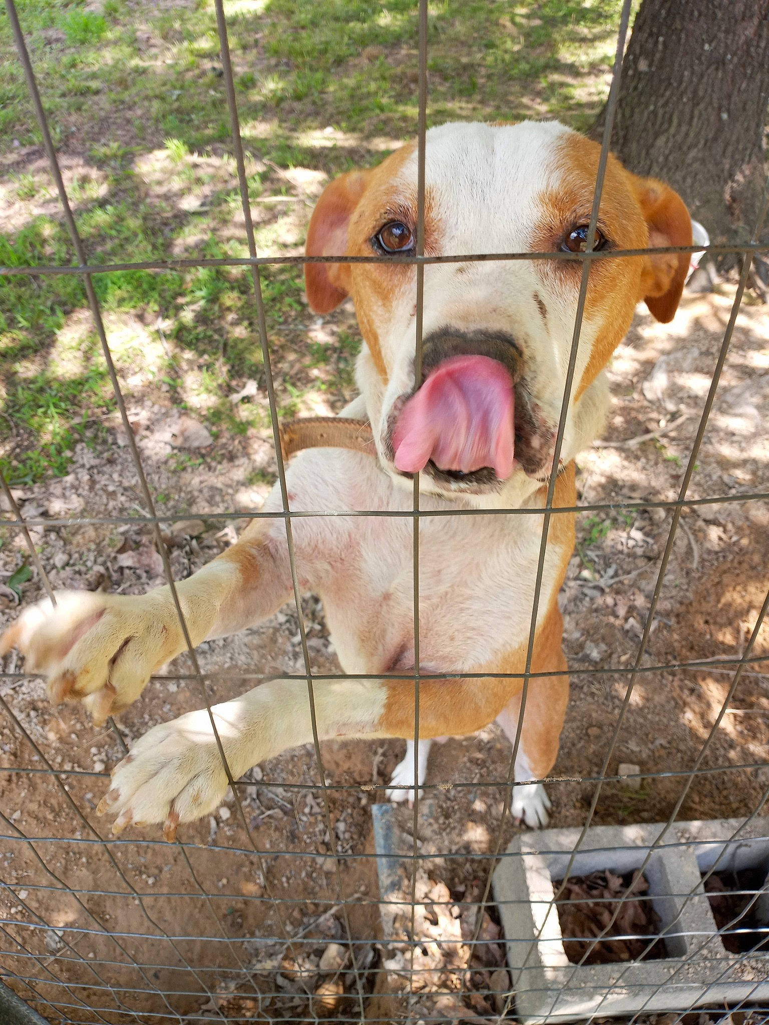 Little Man joined the competition — help win amazing prizes! canidae, comb, dairy_cow, dog_breed, fawn, felidae, fence, fur, goat, goats, grass, landscape, livestock, mesh, pet_supply, snout, terrestrial_animal, whiskers, wire_fencing, working_animal