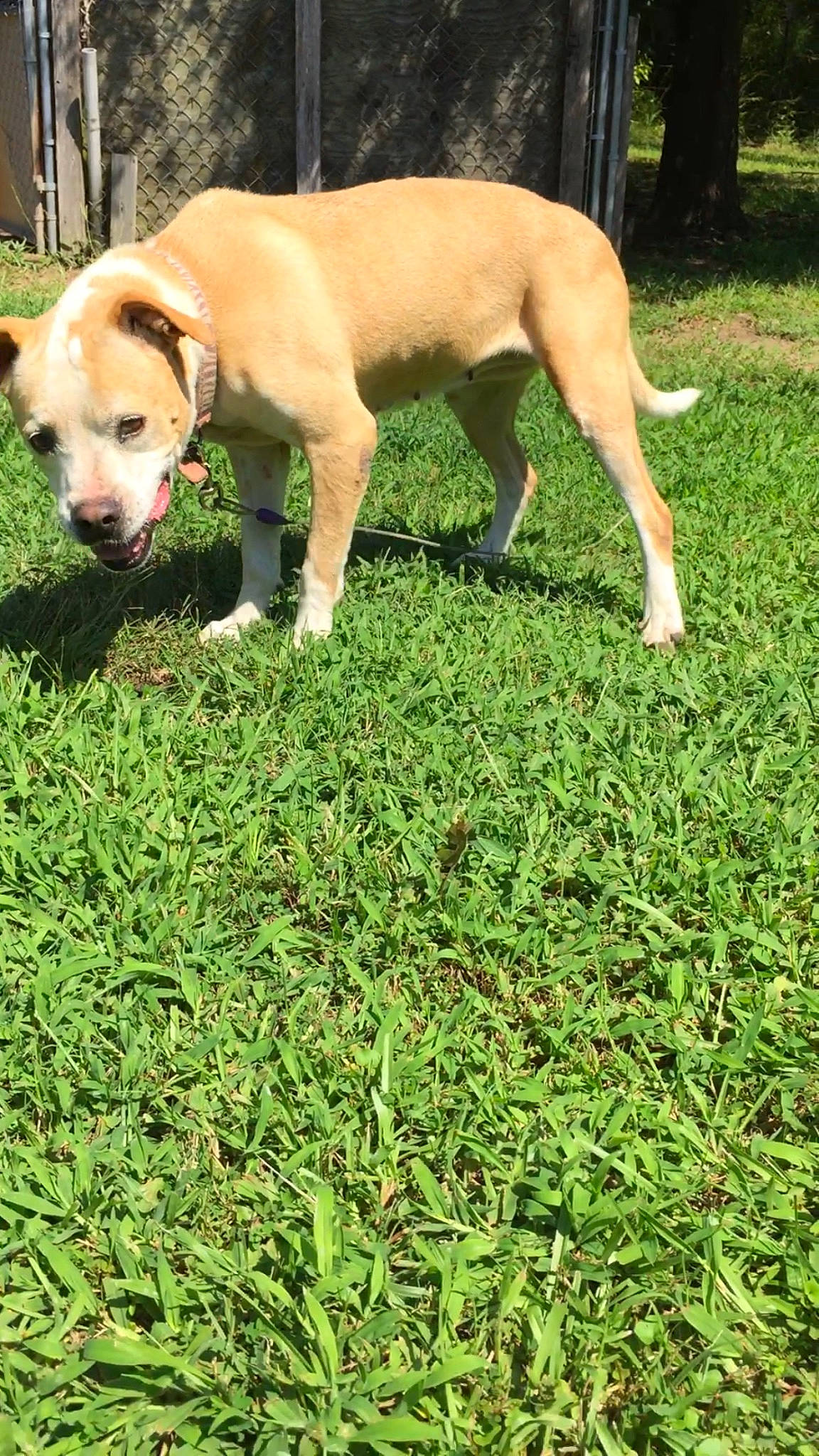 Lexie joined the competition — help win amazing prizes! carnivore, companion_dog, dog, dog_breed, fawn, grass, green, groundcover, hunting_dog, lawn, non_sporting_group, plant, snout, sporting_group, street_dog, tail, terrestrial_animal, tree, working_animal, working_dog