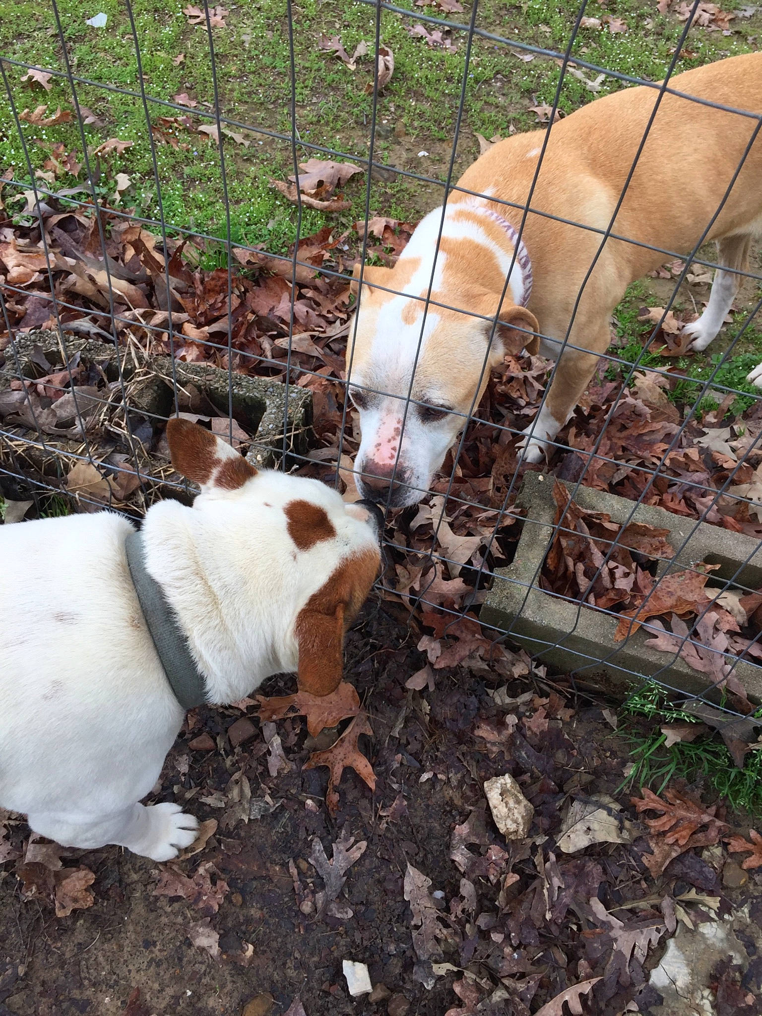 Lexie joined the competition — help win amazing prizes! canidae, carnivore, collar, companion_dog, dog, dog_breed, fawn, fence, fur, grass, mammal, pet_supply, plant, snout, soil, tail, terrestrial_animal, vertebrate, wire_fencing, working_animal