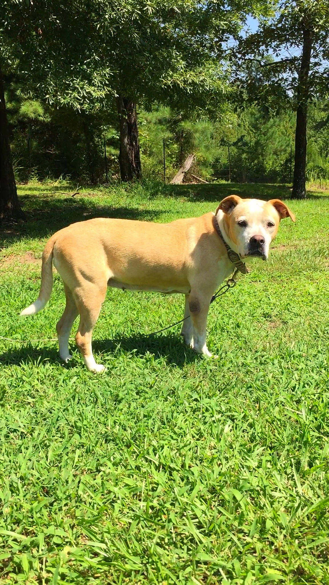 Lexie joined the competition — help win amazing prizes! canidae, carnivore, companion_dog, dog, dog_breed, fawn, grass, grassland, hunting_dog, non_sporting_group, pasture, plant, snout, sporting_group, tail, terrestrial_animal, tree, working_animal, working_dog, working_terrier