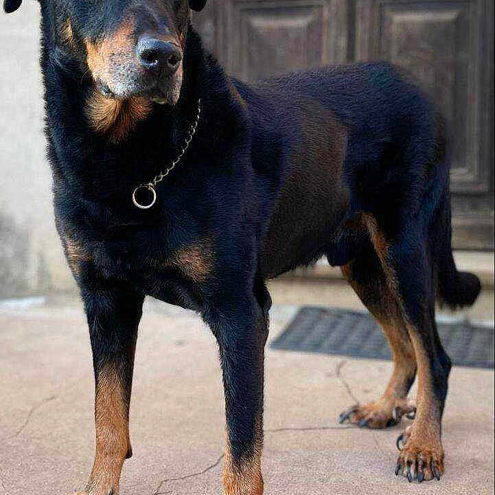 Gospel Des Alexines.