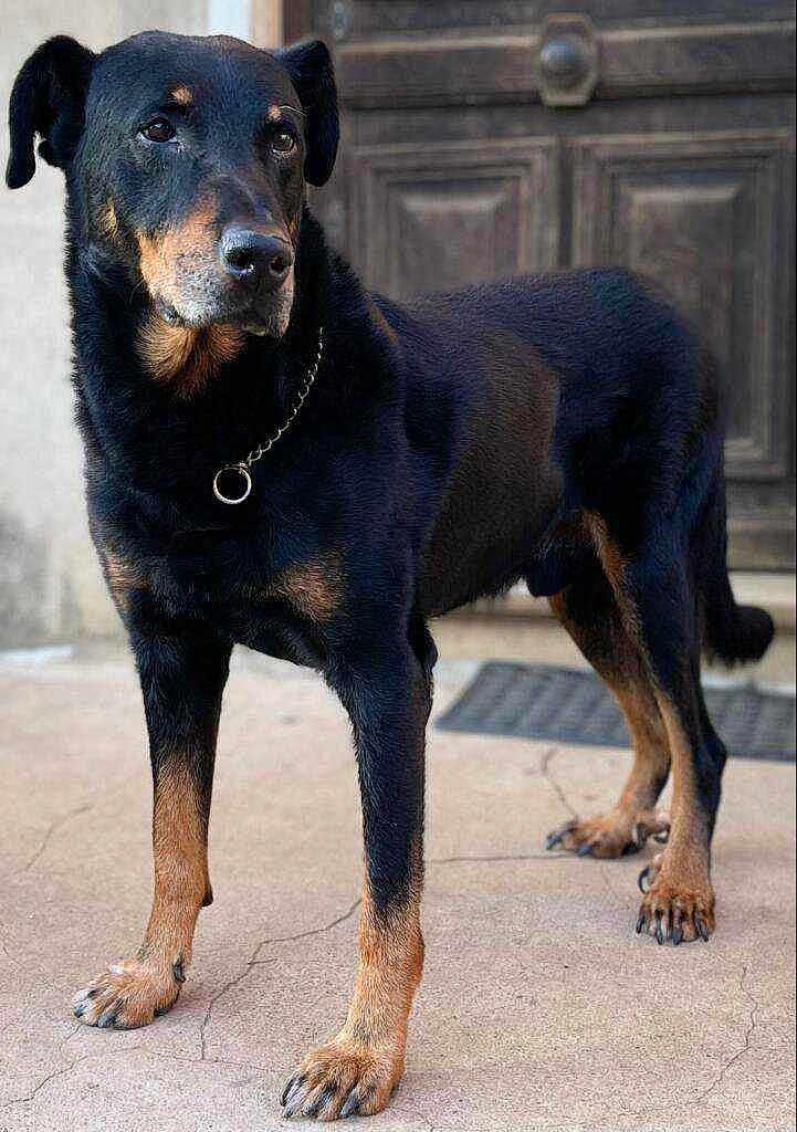 Gospel Des Alexines.