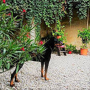 Gospel Des Alexines. participe au concours pour gagner de l'argent avec cette photo : alert, animal, backyard, canine, courtyard, daylight, dog, dog_breed_rottweiler, flora, flowers, garden, greenery, leaves, nature, outdoor, pet, plants, potted_plants, standing, stone_ground