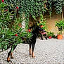 alert, animal, backyard, canine, courtyard, daylight, dog, dog_breed_rottweiler, flora, flowers, garden, greenery, leaves, nature, outdoor, pet, plants, potted_plants, standing, stone_ground