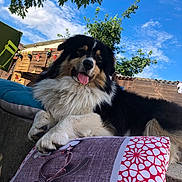 Atcane participe au concours pour gagner de l'argent avec cette photo : animal, black_and_white, canine, cushion, daytime, dog, fluffy, furry, garden, happy, nature, outdoor, pet, pillow, relaxed, sky, sunny, tongue_out, tree, wooden_fence