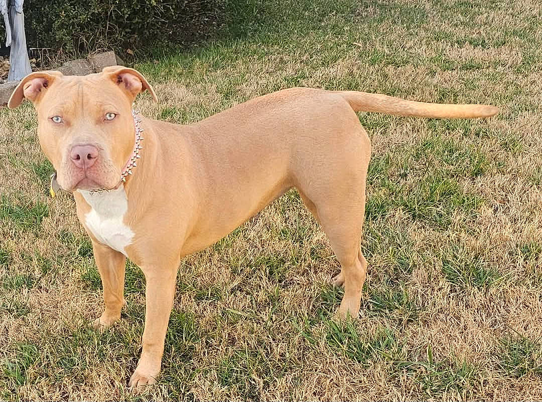 Ceecee joined the competition — help win amazing prizes! accessories, animal, ball, boxer, bulldog, canine, dog, grass, labradorretriever, lawn, pet, pitbull, plant, puppy, snout, sport, strap, tennis, tennisball, whitedog