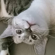 Sillie Millie is registered to the contest to win money with this photo: big_eyes, cat, closeup, cute, domestic_cat, ear, face, fur, indoor, kitten, nose, paw, pet, playful, portrait, relaxed, sofa, tabby, upside_down, whiskers