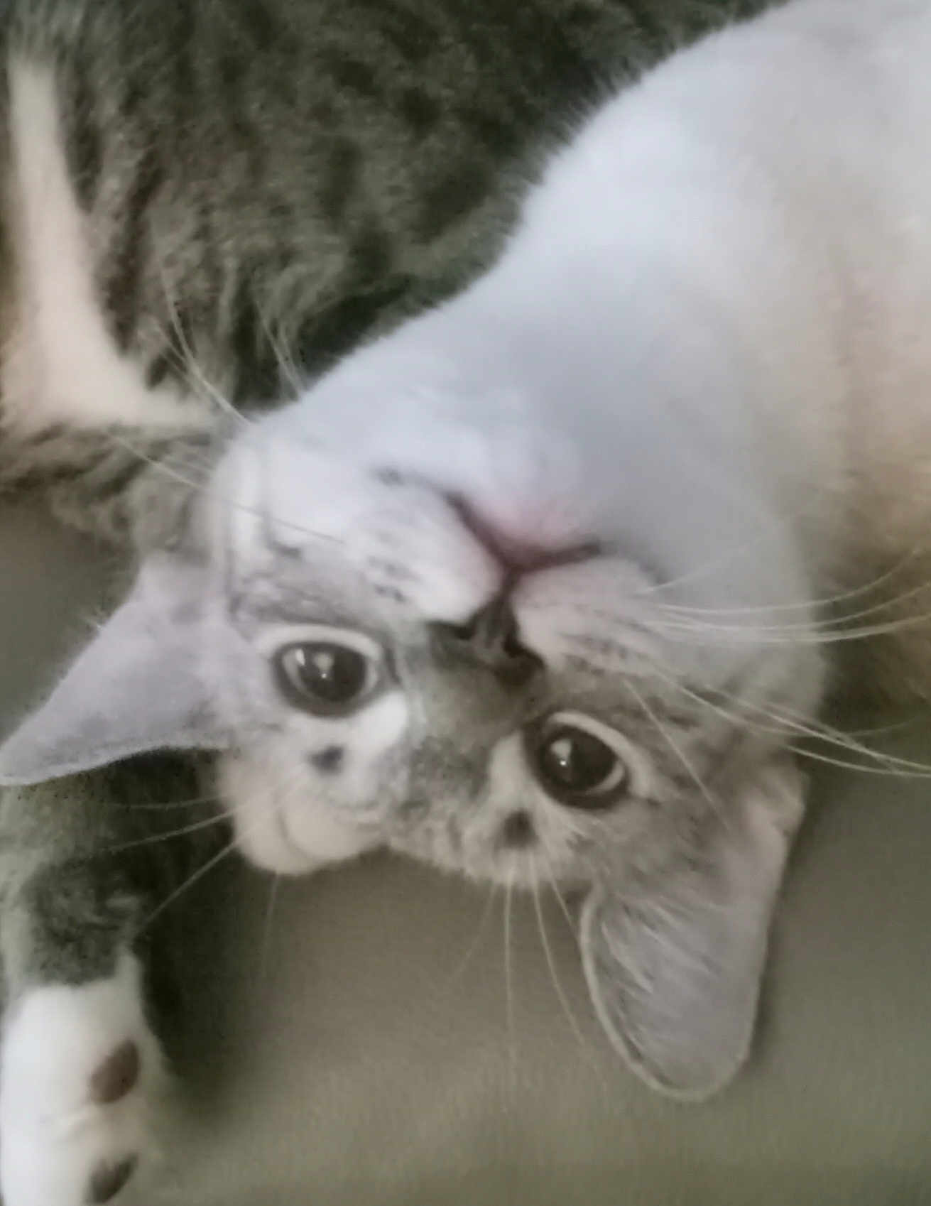 Sillie Millie is registered to the contest to win money with this photo: big_eyes, cat, closeup, cute, domestic_cat, ear, face, fur, indoor, kitten, nose, paw, pet, playful, portrait, relaxed, sofa, tabby, upside_down, whiskers