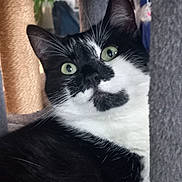 Suri participe au concours pour gagner de l'argent avec cette photo : cat, black_and_white, green_eyes, whiskers, scratching_post, indoor, pet, feline, close_up, curious, fur, ears, face, animal, domestic, cute, portrait, looking_up, cozy, soft