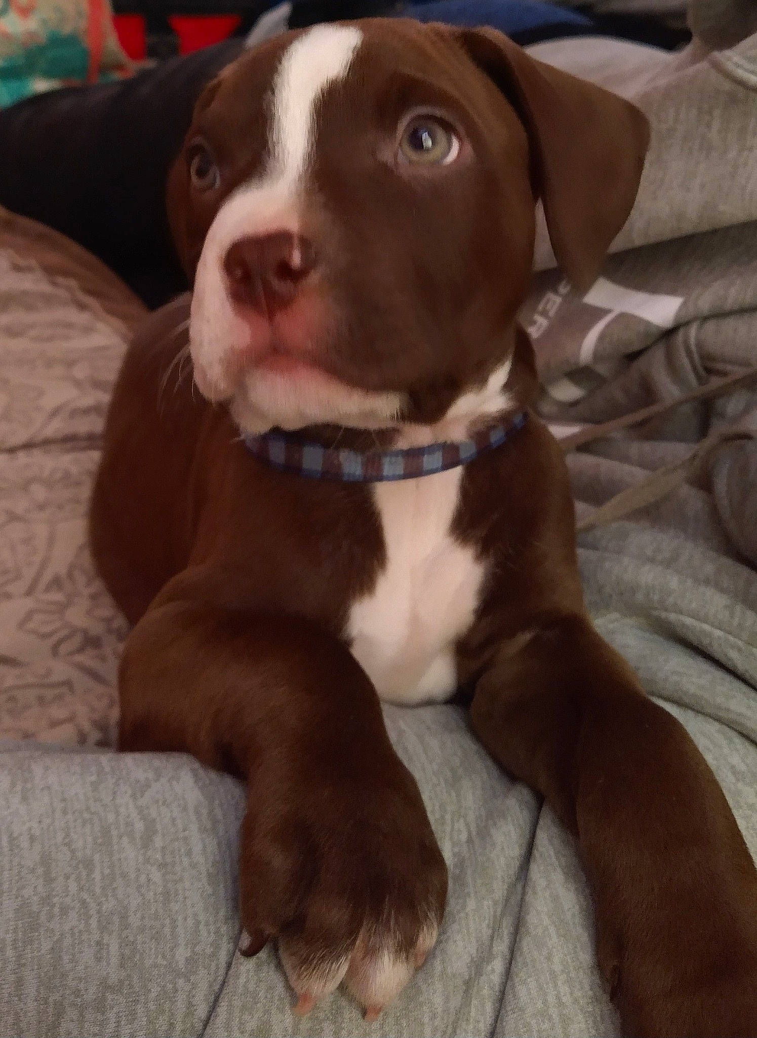 Pig is registered to the contest to win money with this photo: carnivore, collar, comfort, companion_dog, dog, dog_breed, dog_collar, fawn, fur, gun_dog, liver, non_sporting_group, pet_supply, pointing_breed, sporting_group, whiskers, working_animal