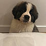 Charly a rejoint le concours — aidez-le/la à gagner de superbes lots ! puppy, dog, fluffy, pet, cute, portrait, indoor, white_wall, baseboard, bed_sheet, looking_up, black_spot, nose, eyes, fur, adorable, sitting, mammal, young, st_bernard_like