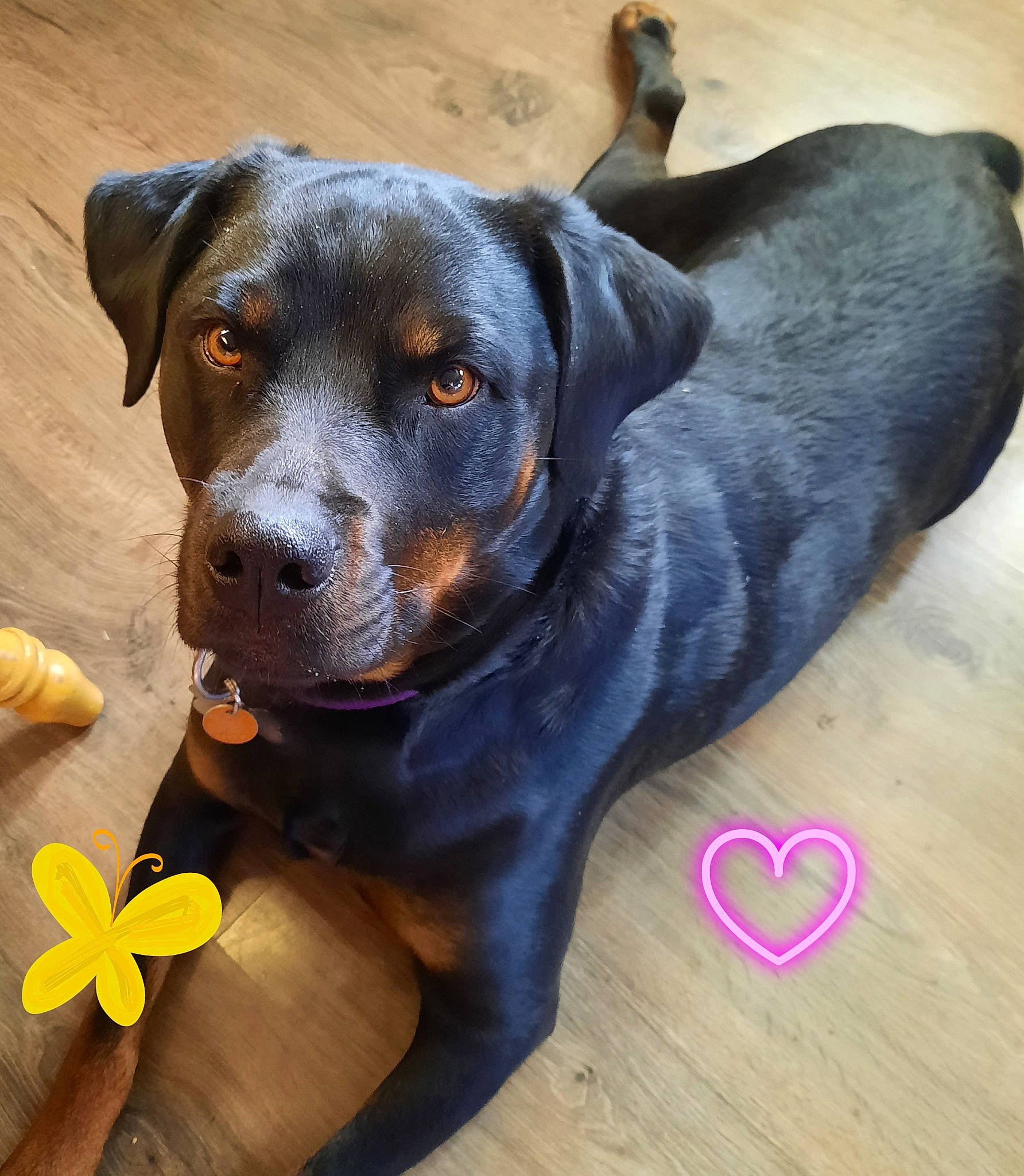 Nova joined the competition — help win amazing prizes! canidae, carnivore, collar, companion_dog, dog, dog_breed, dog_collar, dog_supply, fawn, flooring, guard_dog, hardwood, personal_protective_equipment, pet_supply, plant, rottweiler, whiskers, wood, working_animal, working_dog