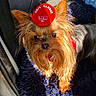 Prince a rejoint le concours — aidez-le/la à gagner de superbes lots ! dog, small_dog, beret, red_beret, sitting, blue_cushion, sunlight, vehicle_interior, seat, curious, fur, pet, companion, indoors, cozy, looking_up, shadow, fabric, cute, animal