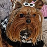 Prince a rejoint le concours — aidez-le/la à gagner de superbes lots ! dog, yorkshire_terrier, pet, fur, hair_accessory, black_and_white_clothing, small_dog, indoor, carpet, bed, cute, animal, fluffy, portrait, sitting, cozy, fashion, accessory, closeup, companion