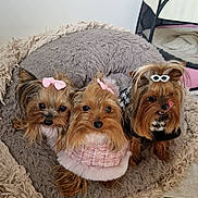 Prince a rejoint le concours — aidez-le/la à gagner de superbes lots ! dog, yorkshire_terrier, pet, cute, bow, sweater, fur, dog_bed, indoor, cozy, animal, small_dog, tongue_out, fluffy, resting, adorable, face, fur_color_brown, pet_tent, tile_floor