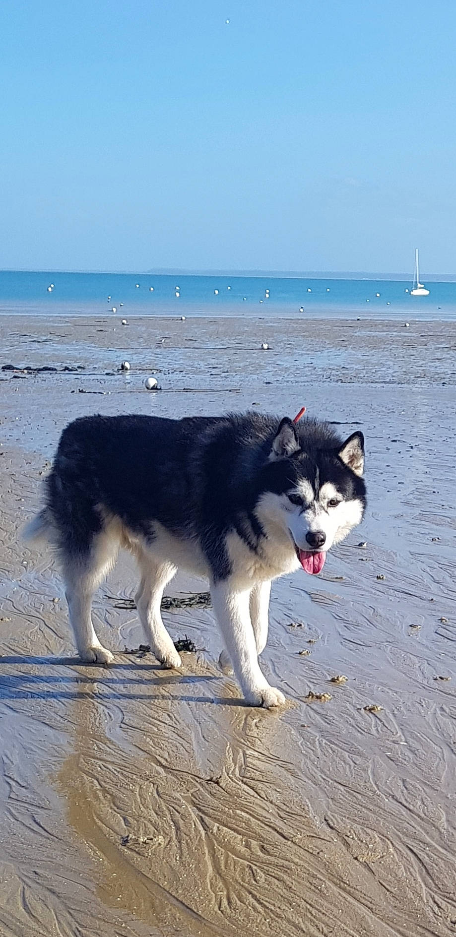 Boyka participe au concours pour gagner de l'argent avec cette photo : alaskan_klee_kai, alaskan_malamute, canadian_eskimo_dog, canidae, carnivore, dog, dog_breed, east_siberian_laika, greenland_dog, mammal, native_american_indian_dog, northern_inuit_dog, sakhalin_husky, seppala_siberian_sleddog, siberian_husky, sled_dog, tamaskan_dog, vertebrate, wolfdog, working_dog