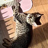 kitten, cat, tabby, pet, animal, indoor, wooden_floor, sunlight, shadow, pink_mat, quilted_bag, gold_bow, curious, feline, young, looking_up, striped_fur, soft_light, domestic, cute