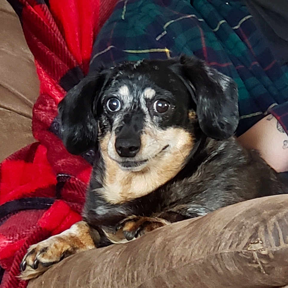 Pixie joined the competition — help win amazing prizes! bluetick_coonhound, canidae, carnivore, companion_dog, dachshund, dog, dog_breed, mammal, puppy, snout, vertebrate