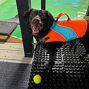 Bear joined the competition — help win amazing prizes! dog, wet, life_jacket, orange, blue, tennis_ball, pool, water, mat, black, happy, pet, animal, playful, outdoor, smiling, canine, leisure, recreation, summer