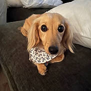 Lucy is registered to the contest to win money with this photo: dog, pet, bandana, anchor_pattern, couch, pillows, indoor, small_dog, cute, lying_down, looking_up, brown_fur, long_ears, close_up, cozy, home, texture, animal, companion, domestic