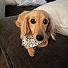 dog, pet, bandana, anchor_pattern, couch, pillows, indoor, small_dog, cute, lying_down, looking_up, brown_fur, long_ears, close_up, cozy, home, texture, animal, companion, domestic
